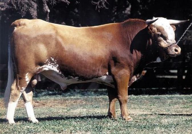 Resultado de imagen para bovinos argentinos